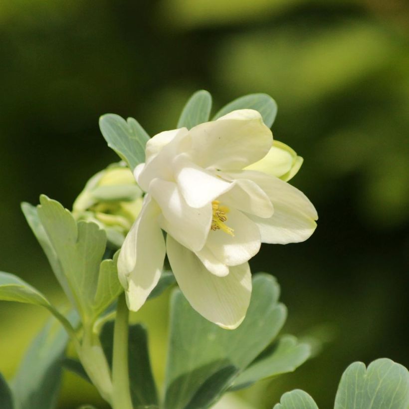 Ancolie naine - Aquilegia flabellata Cameo White (Flowering)