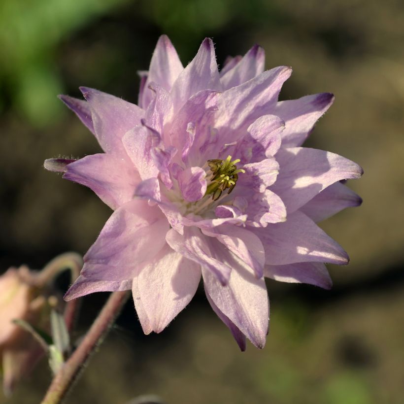 Ancolie hybride Rose Barlow - Aquilegia (Flowering)