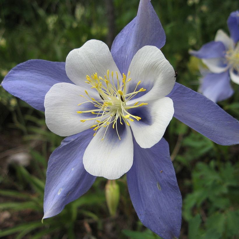 Ancolie, Aquilegia sibirica (Flowering)