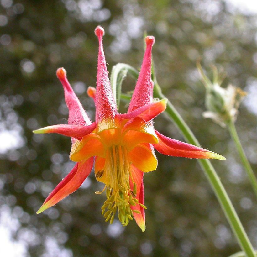 Ancolie, Aquilegia skinneri (Flowering)