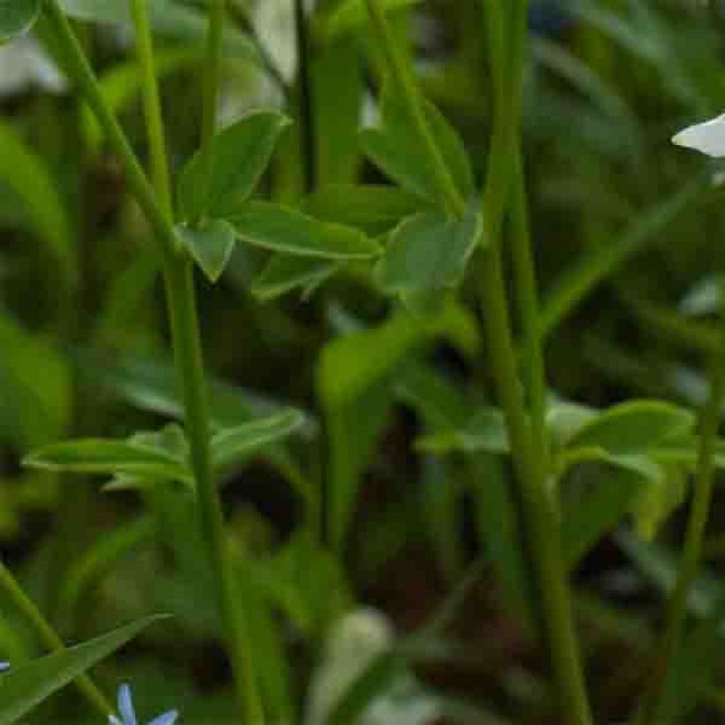 Ancolie - Aquilegia vulgaris Munstead White (Foliage)