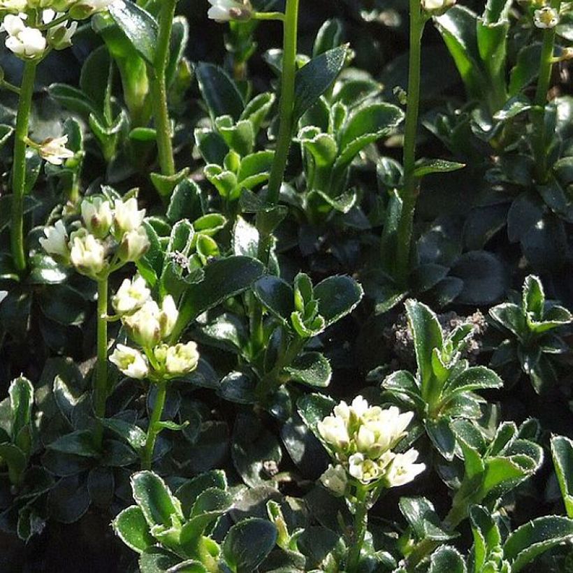 Arabis ferdinandi coburgii - Arabette, Corbeille d'argent (Foliage)
