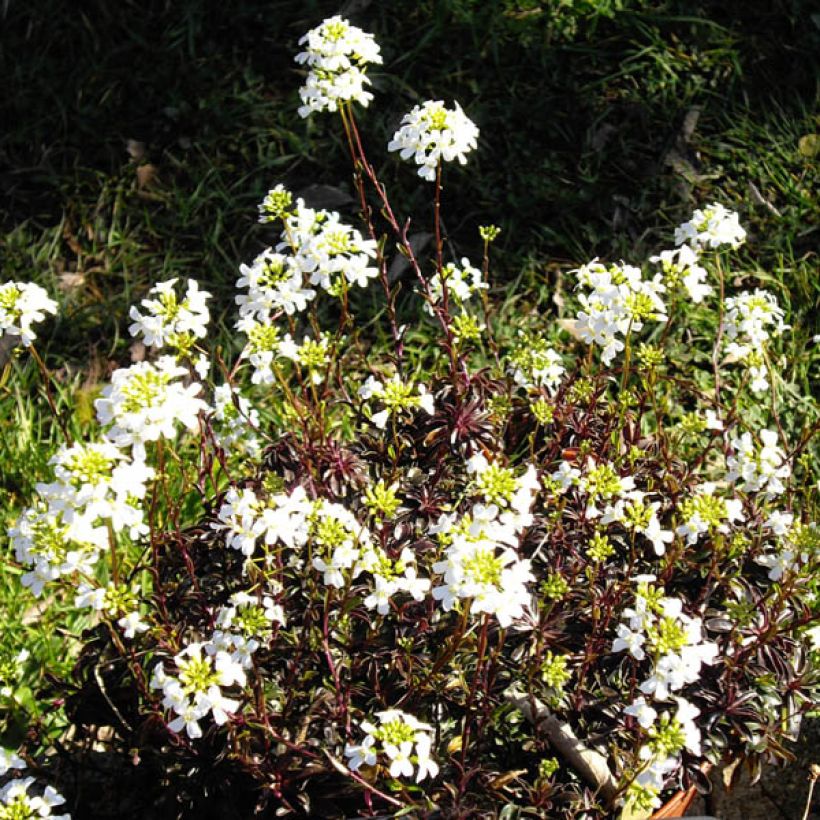 Arabis ferdinandi coburgii - Arabette, Corbeille d'argent (Flowering)