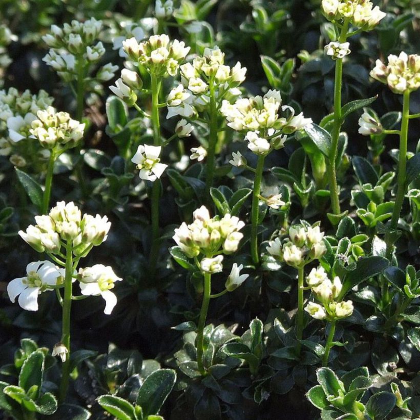 Arabis ferdinandi coburgii - Arabette, Corbeille d'argent (Plant habit)