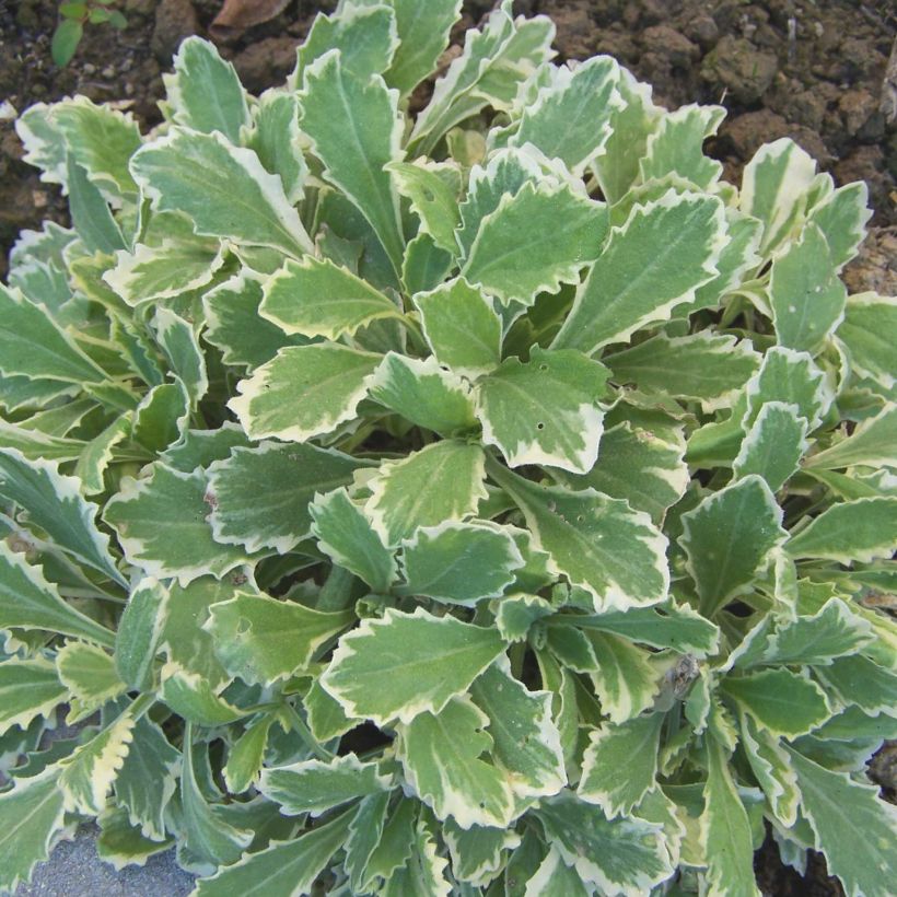 Arabis caucasica Variegata (Foliage)
