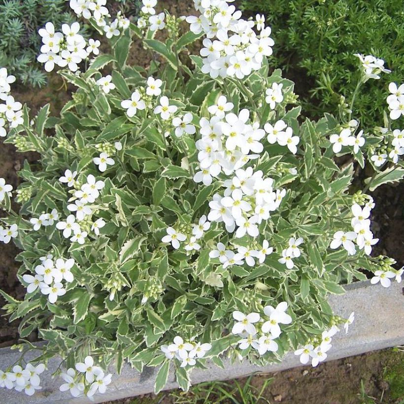 Arabis caucasica Variegata (Plant habit)