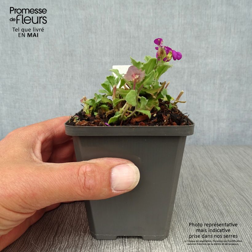 Example of Arabis caucasica Pinkie - Arabette du Caucase Godet de 8/9 cm as you get in printemps