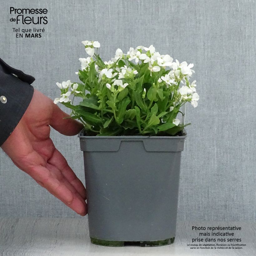 Example of Arabis caucasica Alabaster Pot de 2L/3L as you get in printemps
