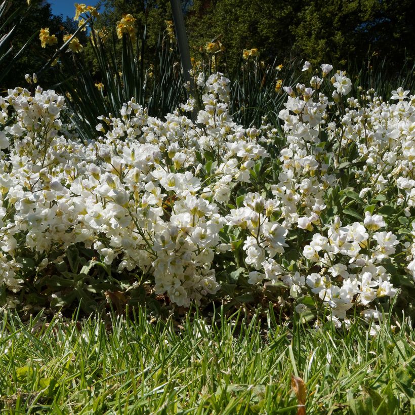 Arabis caucasica Plena - Corbeille d'argent (Port)