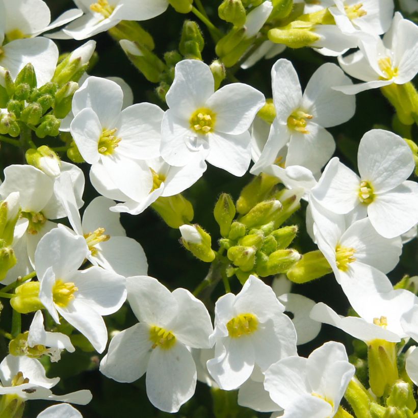 Arabis caucasica Snowball - Corbeille d'argent (Flowering)