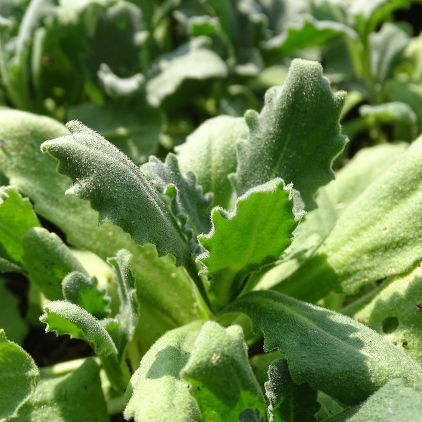 Arabis caucasica Snowball - Corbeille d'argent (Foliage)