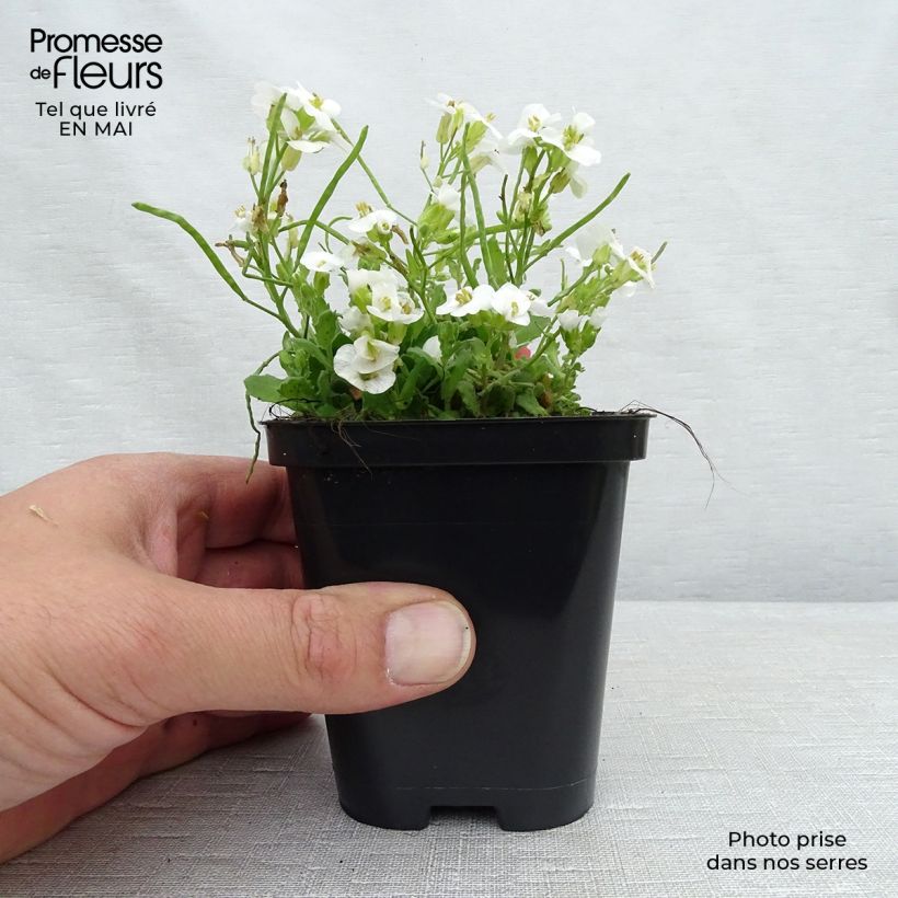 Example of Arabis caucasica Snowcap (Schneehaube) Godet de 8/9 cm as you get in printemps
