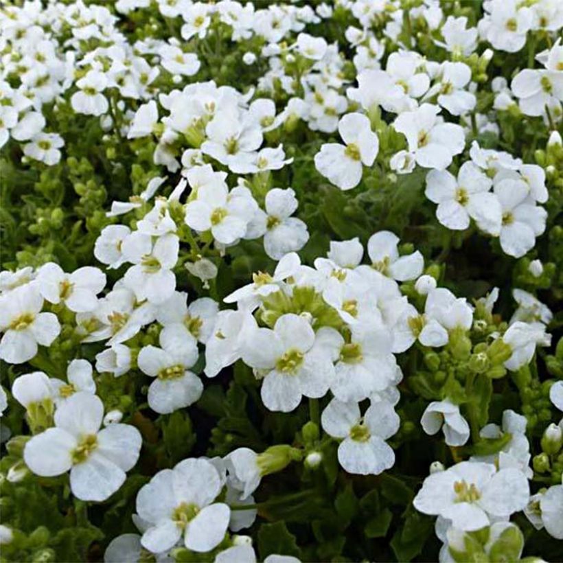 Arabis caucasica Snowcap (Schneehaube) (Flowering)