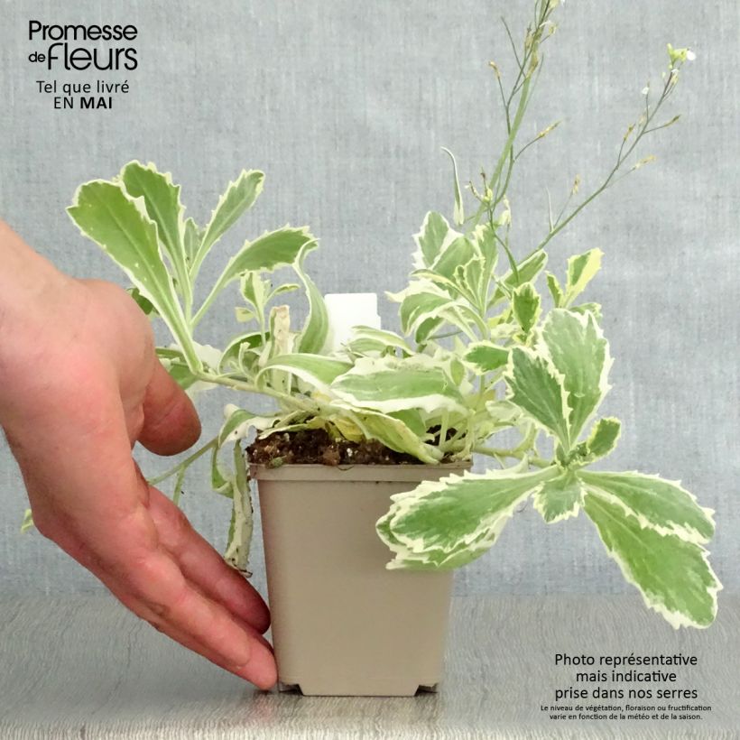 Example of Arabis caucasica Variegata Godet de 8/9 cm as you get in printemps