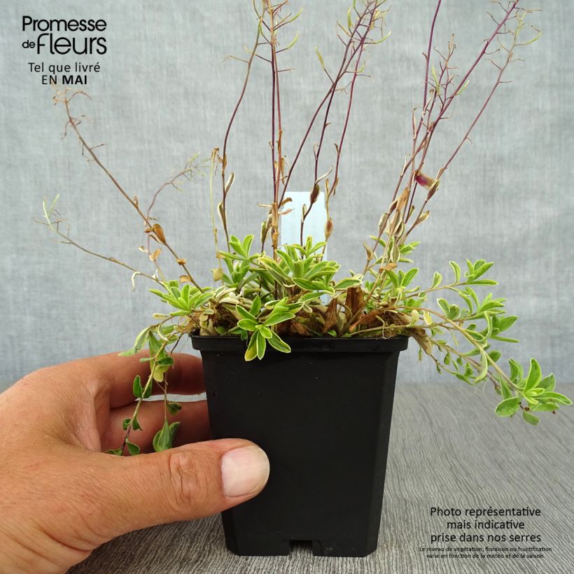 Example of Arabis ferdinandi coburgii Old Gold - Arabette panachée jaune - Corbeille d'argent Godet de 8/9 cm as you get in printemps