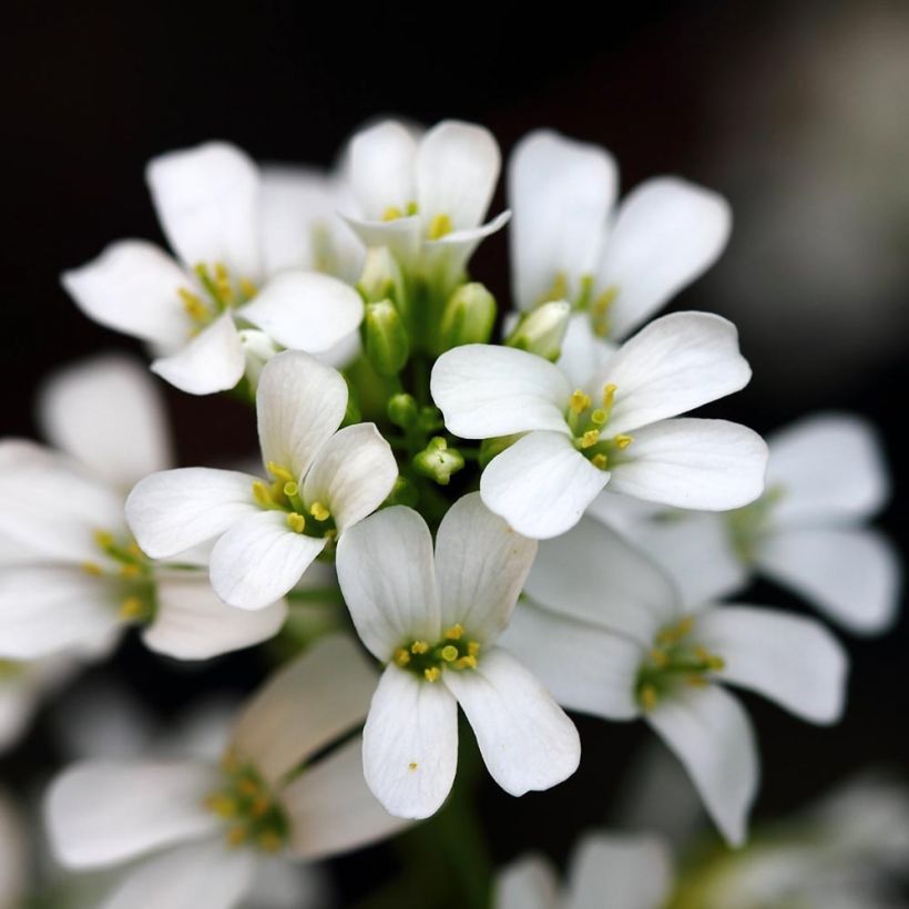 Arabis procurrens Neuschnee - Corbeille d'argent (Flowering)