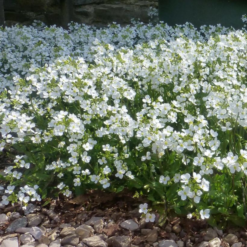 Arabis procurrens Neuschnee - Corbeille d'argent (Plant habit)