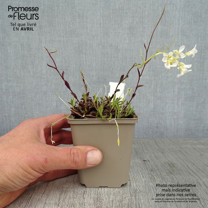 Example of Arabis procurrens Neuschnee - Corbeille d'argent Godet de 8/9 cm as you get in printemps