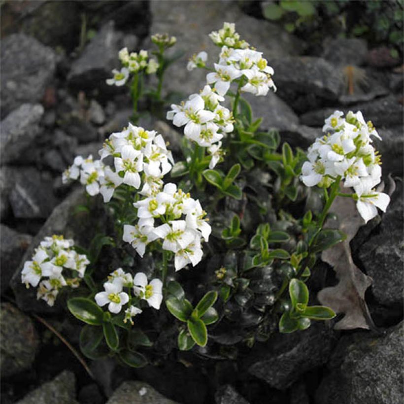Arabis suendermannii - Corbeille d'argent (Flowering)