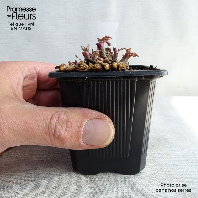 Example of Aralia cordata Sun King - Aralie dorée Godet de 8/9 cm as you get in printemps