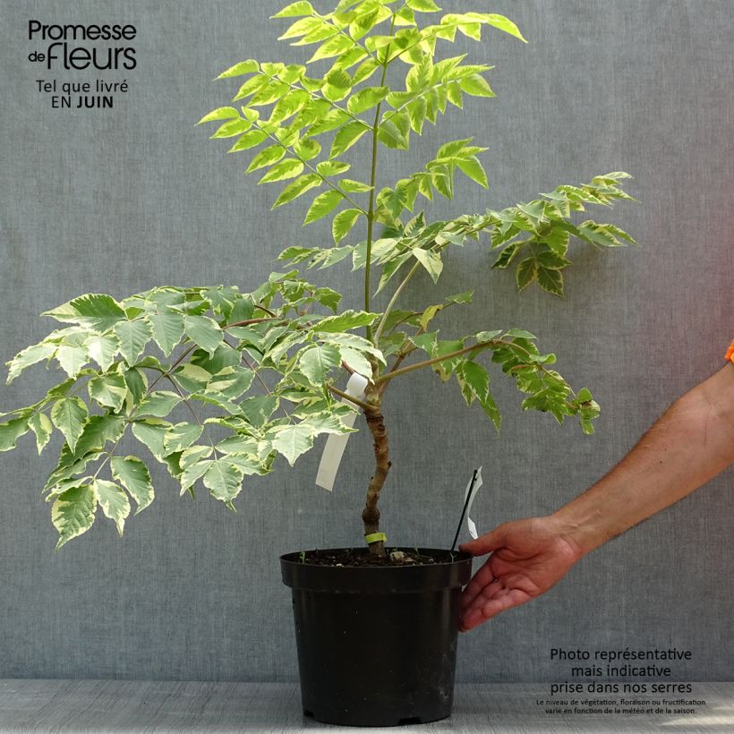 Spécimen de Aralia elata Golden Umbrella - Angélique en arbre Pot de 7,5L/10L tel que livré au printemps