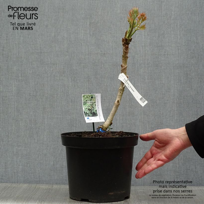 Example of Aralia elata Silver Umbrella (Variegata) - Angélique en arbre Pot de 7,5L/10L as you get in printemps