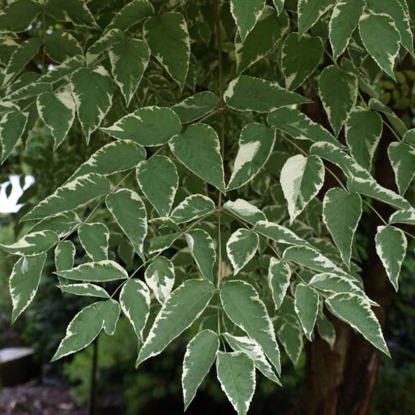 Aralia elata Silver Umbrella (Variegata) - Angélique en arbre (Foliage)