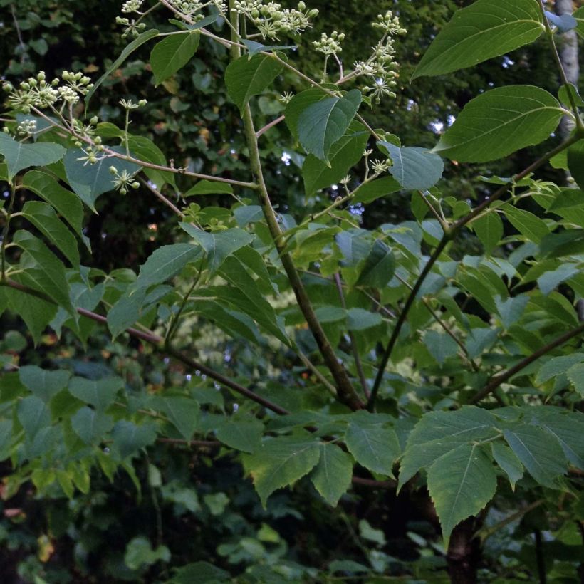 Aralia spinosa - Angélique épineuse (Foliage)