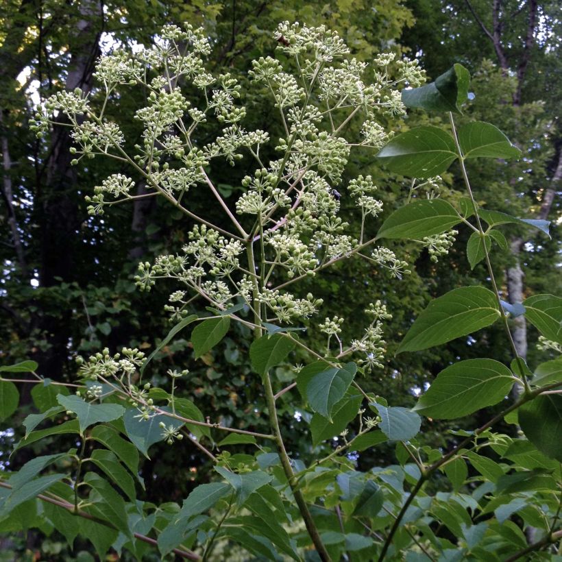 Aralia spinosa - Angélique épineuse (Plant habit)