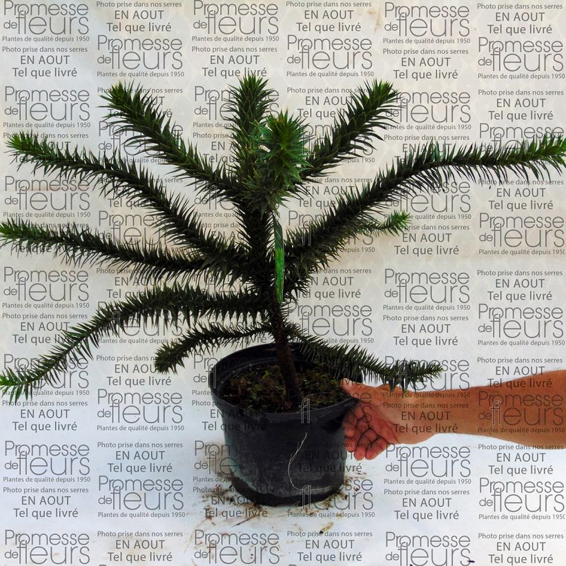 Example of Araucaria araucana (imbricata) - Désespoir des singes Pot de 4L/5L as you get