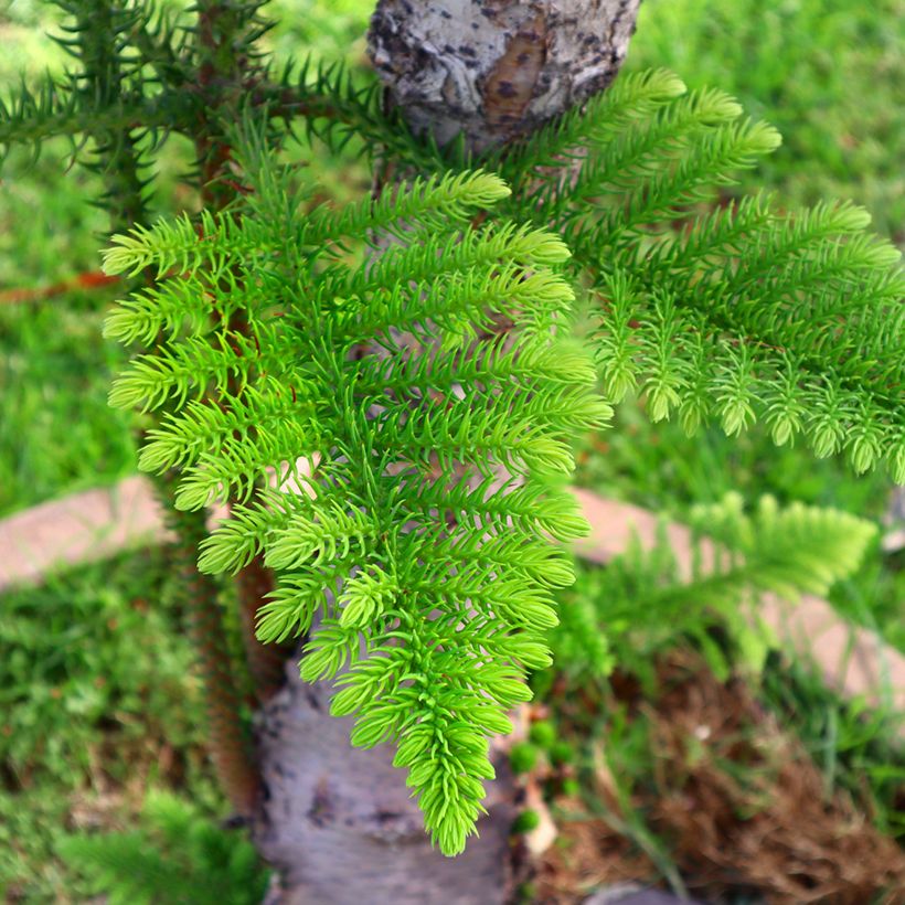 Araucaria heterophylla - Pin de Norfolk (Foliage)