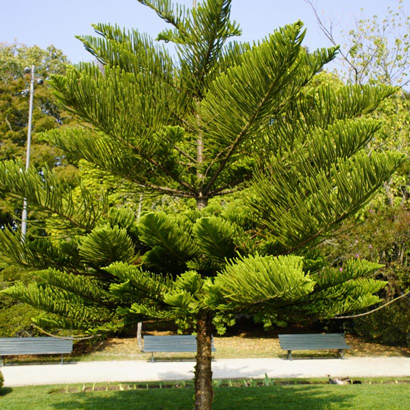 Araucaria heterophylla - Pin de Norfolk (Plant habit)