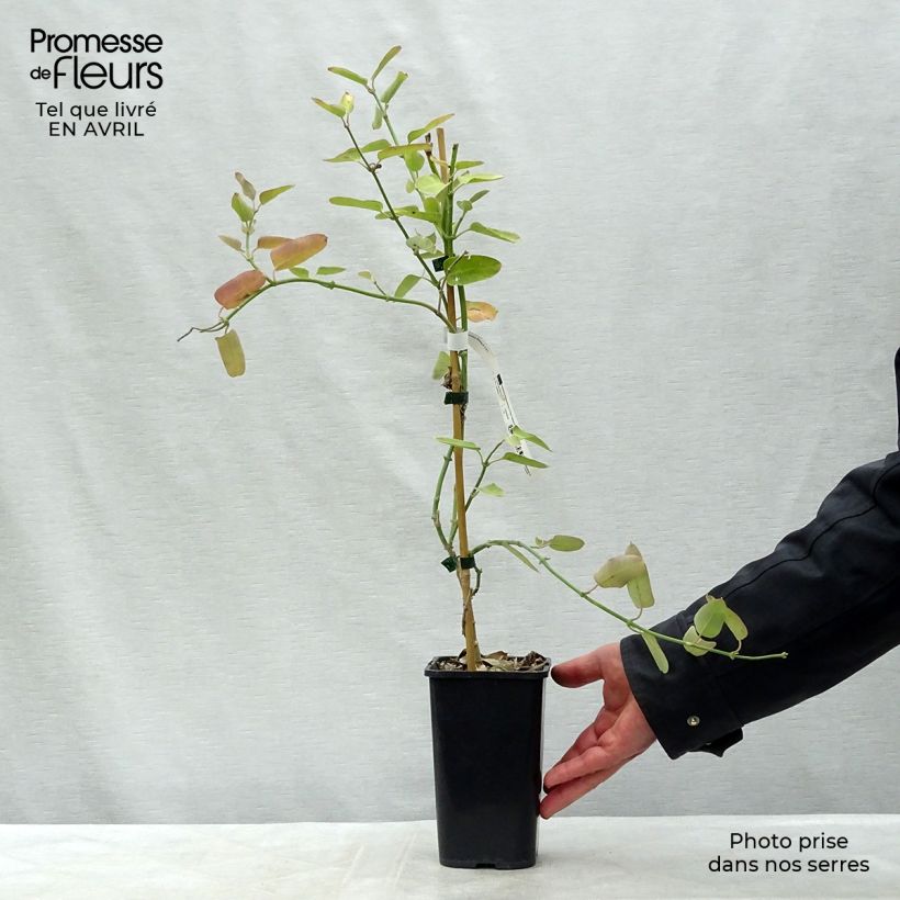 Spécimen de Araujia sericifera Rosea - Plante cruelle Pot de 1,5L/2L tel que livré au printemps