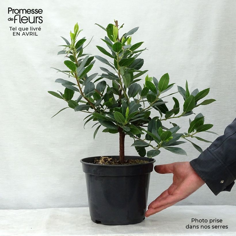 Example of Arbutus unedo Atlantic - Arbousier Pot de 4L/5L, Buisson as you get in printemps