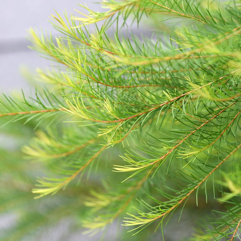 Melaleuca alternifolia - Arbre à thé (Foliage)