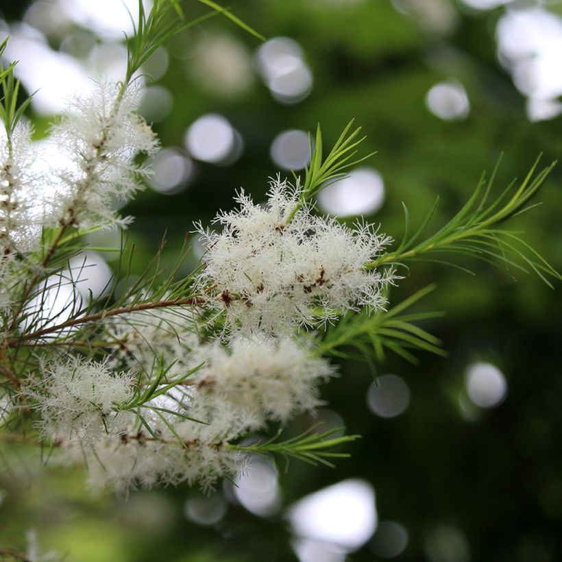 Melaleuca alternifolia - Arbre à thé (Flowering)