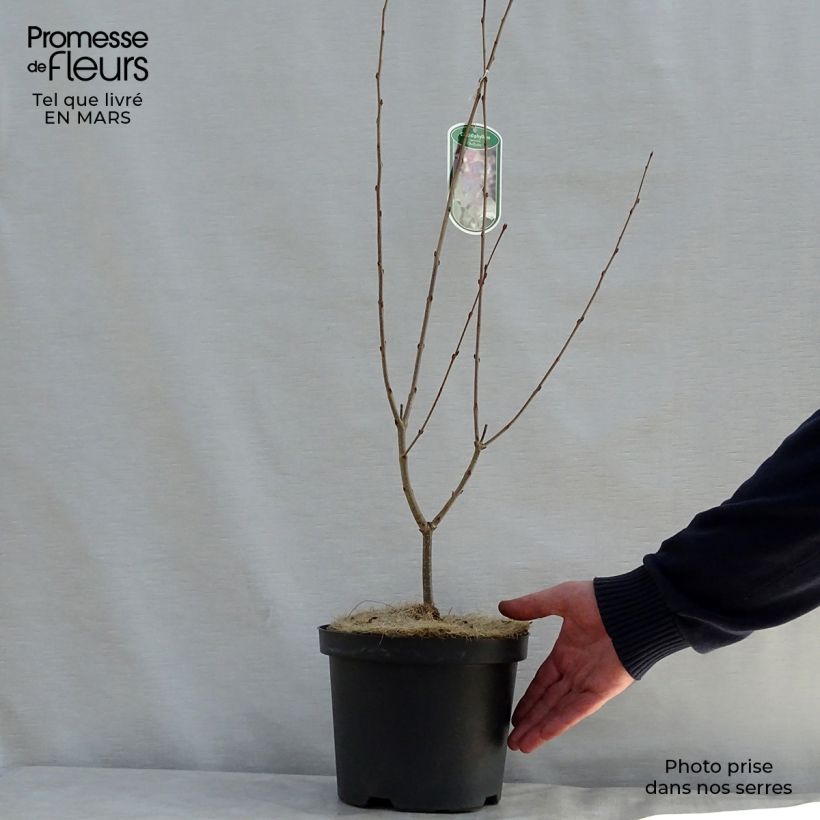 Example of Arbre au caramel - Cercidiphyllum japonicum Rotfuchs Pot de 4L/5L as you get in printemps