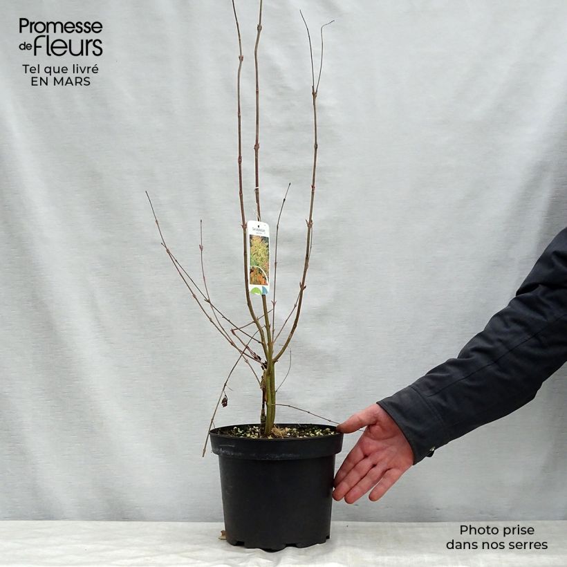 Example of Arbre à caramel - Cercidiphyllum japonicum Pot de 3L/4L as you get in printemps