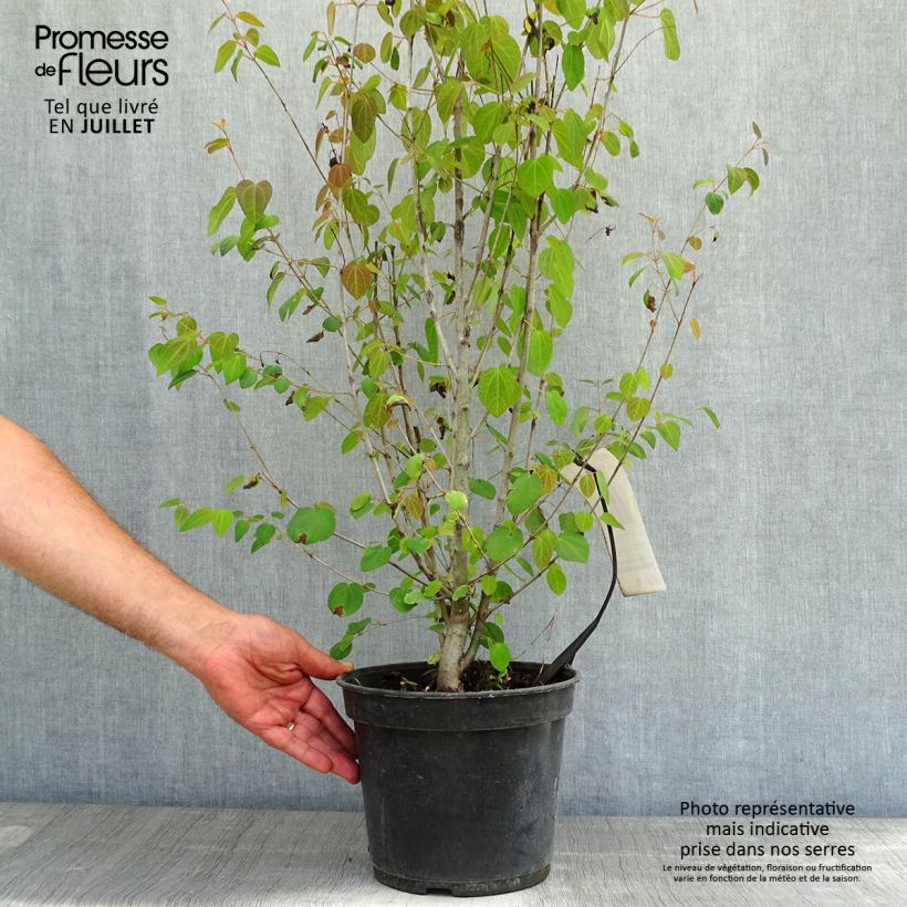 Spécimen de Arbre à caramel - Cercidiphyllum japonicum Pot de 3L/4L tel que livré en été