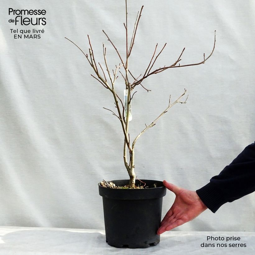 Example of Arbre à mouchoir - Davidia involucrata Pot de 7,5L/10L as you get in printemps