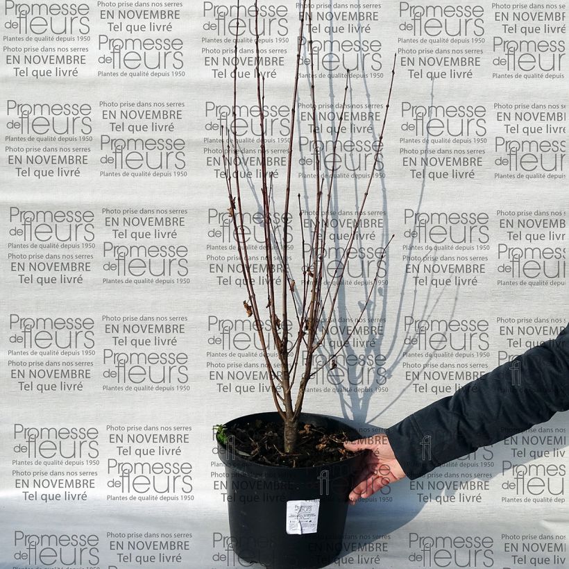 Example of Arbre au caramel - Cercidiphyllum japonicum Rotfuchs Pot de 12L/15L as you get