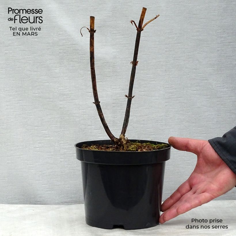 Spécimen de Arbre aux faisans - Leycesteria formosa Pot de 2L/3L tel que livré au printemps