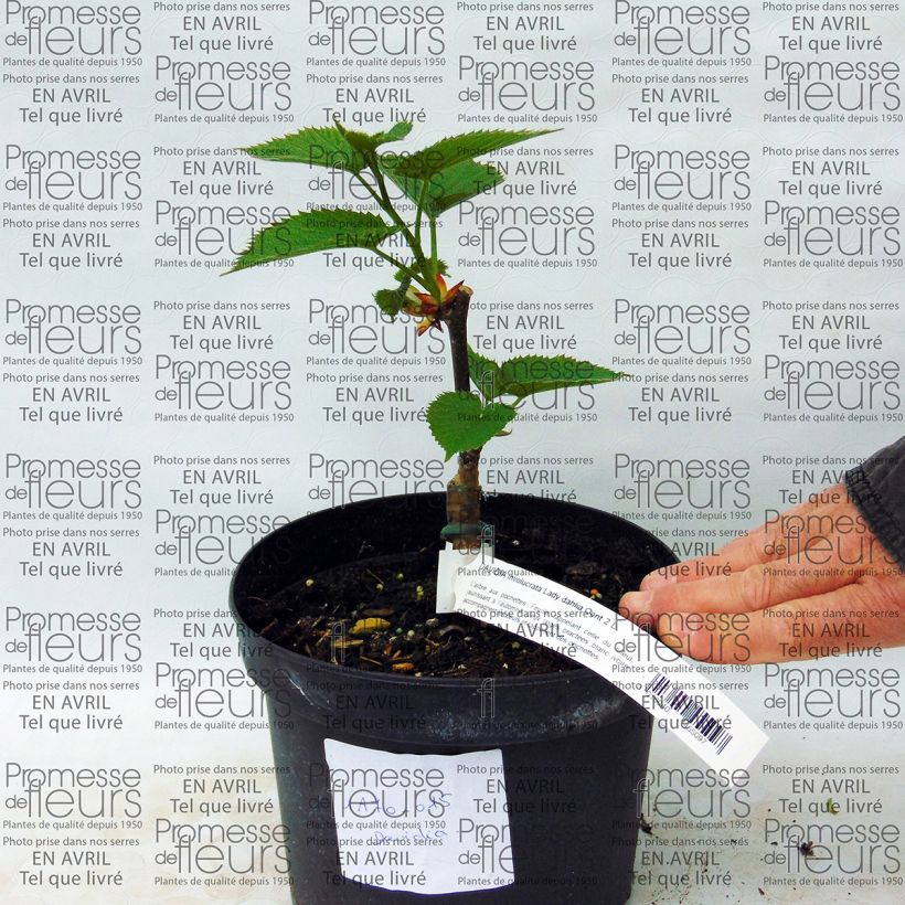 Exemple de spécimen de Arbre aux mouchoirs - Davidia involucrata Lady Sunshine Pot de 2L/3L tel que livré
