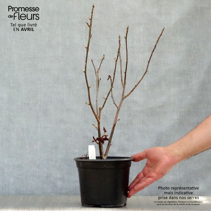 Example of Arbre à mouchoir - Davidia involucrata Pot de 4L/5L as you get in printemps