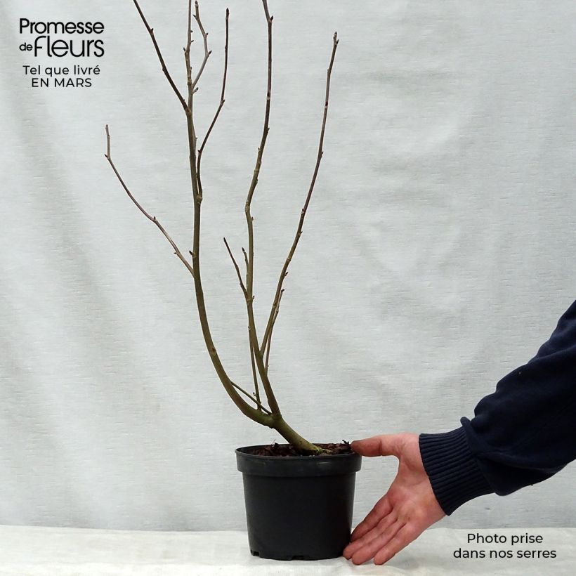 Example of Arbre aux mouchoirs - Davidia involucrata var. vilmoriniana Pot de 3L/4L as you get in printemps