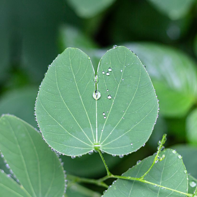 Arbre aux orchidées - Bauhinia purpurea (Foliage)