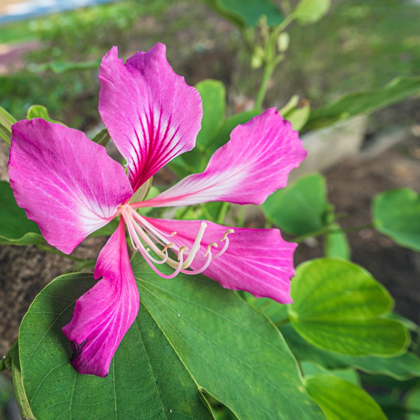 Arbre aux orchidées - Bauhinia purpurea (Flowering)