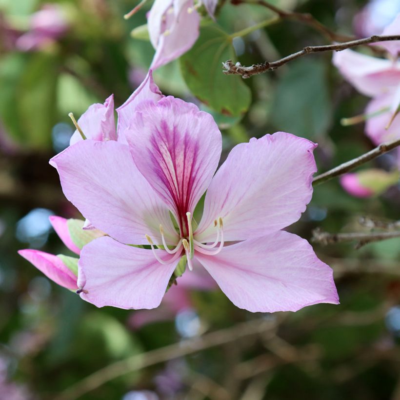 Arbre aux orchidées - Bauhinia variegata (Floraison)