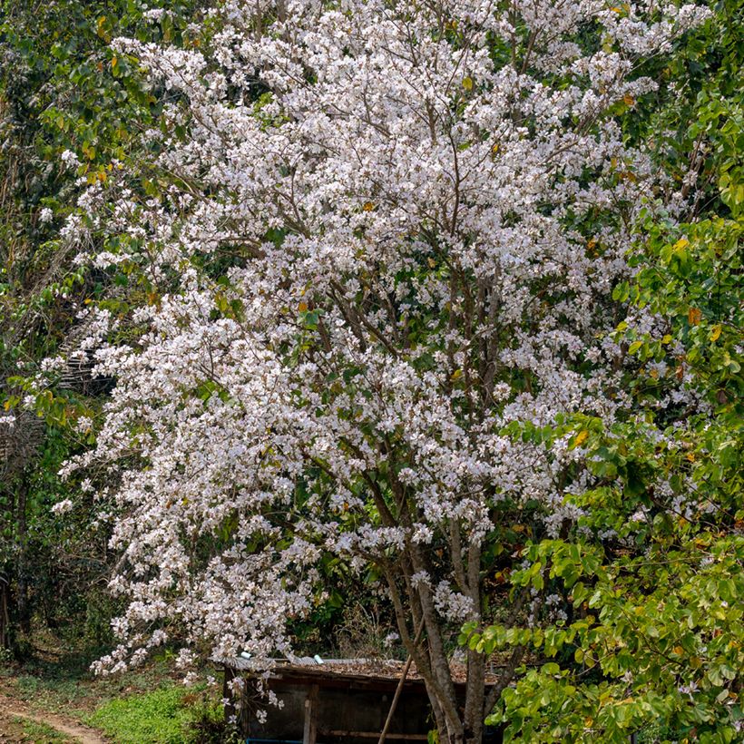 Arbre aux orchidées - Bauhinia variegata (Port)