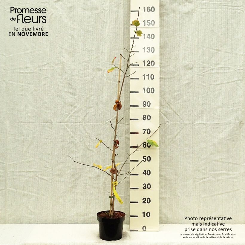 Spécimen de Arbre de fer - Parrotia persica Pot de 3L/4L tel que livré en automne